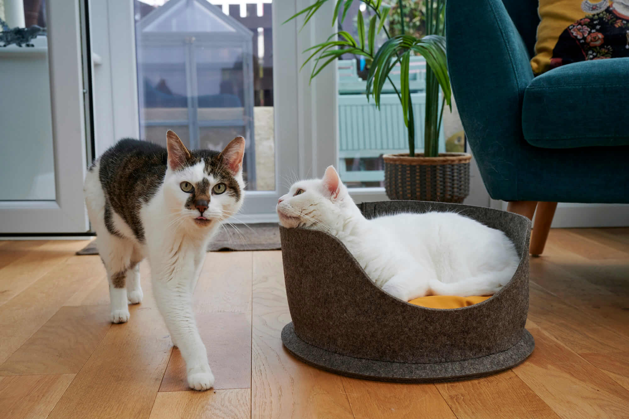 Cat and dog in Chimney Sheep bed